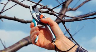 Картинка по теме - как обрезать ветки