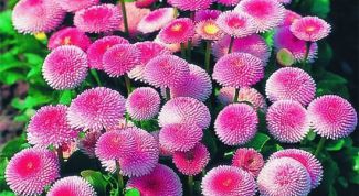 Картинка по теме - как отстирать пыльцу