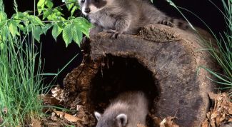 Картинка по теме - как назвать енота