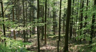 Картинка по теме - как добыть пищу в лесу