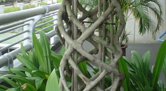 Картинка по теме - как придать форму фикусу