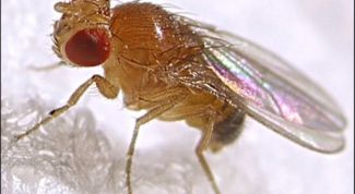 Картинка по теме - как избавиться от мелких мошек