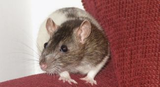 Картинка по теме - как приручить дегу