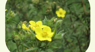 Картинка по теме - как закруглить края на картинке