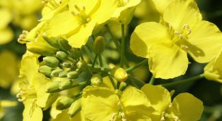 Картинка по теме - как выращивать рапс