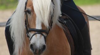 Картинка по теме - как научить лошадь ложиться