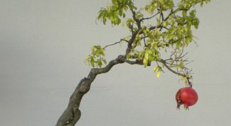 Картинка по теме - как прорастить гранат