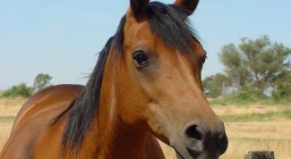 Картинка по теме - как научить лошадь испанскому шагу