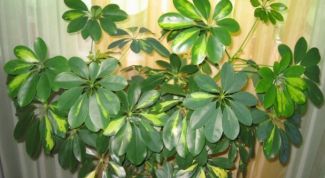 Картинка по теме - как пересадить шефлеру