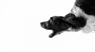 Картинка по теме - как отучить собаку гавкать