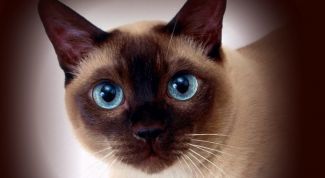 Картинка по теме - как назвать сиамскую кошку