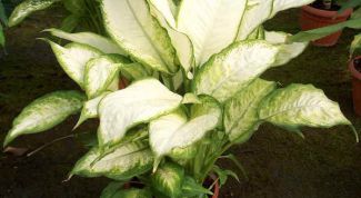Картинка по теме - как размножить диффенбахию