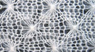 Картинка по теме - как стирать паутинку