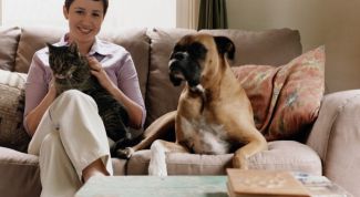 Картинка по теме - как приучить собаку к коту