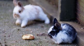 Картинка по теме - как разводить декоративных кроликов