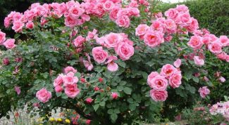 Картинка по теме - как сделать штамбовую розу