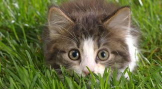 Картинка по теме - как делать укол в холку кошке