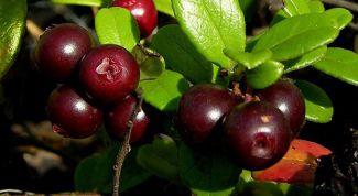 Картинка по теме - как пить лист брусники