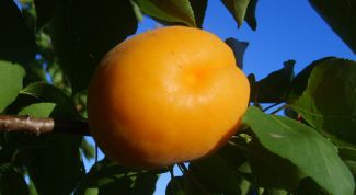 Картинка по теме - как вырастить абрикос из косточки