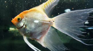 Картинка по теме - как определить объем аквариума