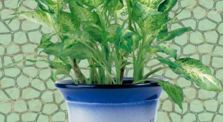 Картинка по теме - как посадить диффенбахию