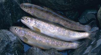 Картинка по теме - как сохранить рыбу без холодильника