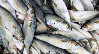 Картинка по теме - как наловить много рыбы