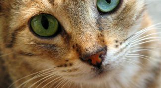 Картинка по теме - как кормить и ухаживать за кошками