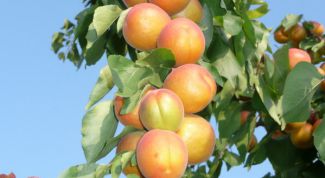 Картинка по теме - как посадить абрикос