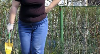 Картинка по теме - как хранить черенки