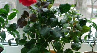 Картинка по теме - как выращивать комнатные розы