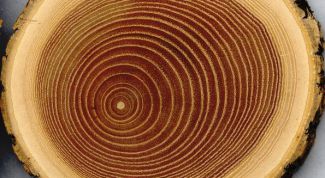 Картинка по теме - как определить породу дерева