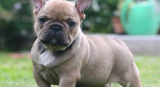 Картинка по теме - как воспитать французского бульдога