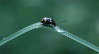 Картинка по теме - как рисовать жука