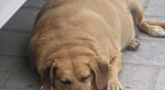 Картинка по теме - как набрать вес собаке
