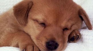 Картинка по теме - как купировать хвосты щенкам