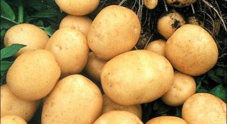 Картинка по теме - как получить хороший урожай картофеля