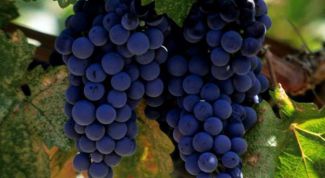 Картинка по теме - как вырастить виноград в сибири