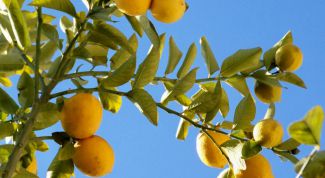 Картинка по теме - как опылить лимон