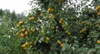 Картинка по теме - как посадить грушу