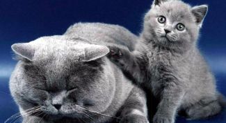 Картинка по теме - как дать кошке витамины