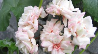 Картинка по теме - как поливать герань