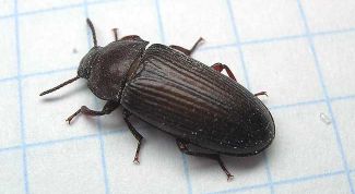 Картинка по теме - как избавиться от мучных жучков