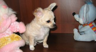 Картинка по теме - как приучить собаку к горшку