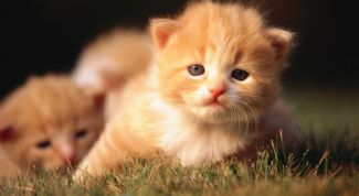 Картинка по теме - как вывести новую породу