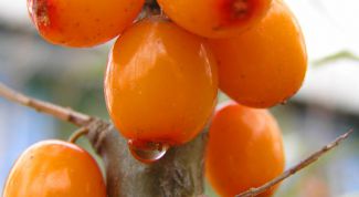 Картинка по теме - как пить облепиховое масло