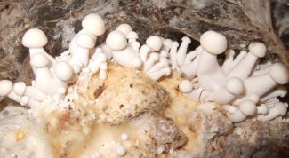 Картинка по теме - как получить мицелий из гриба