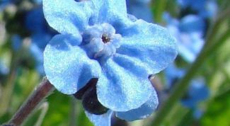 Картинка по теме - как заказать семена цветов