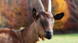 Картинка по теме - как рисовать козу