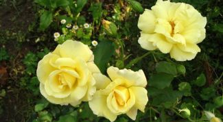 Картинка по теме - как посадить отросток розы